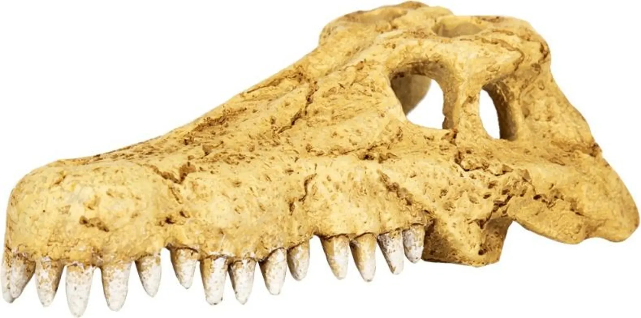 Repti-Zoo Krokodilsschädel S – Dekoratives Terrarien-Versteck